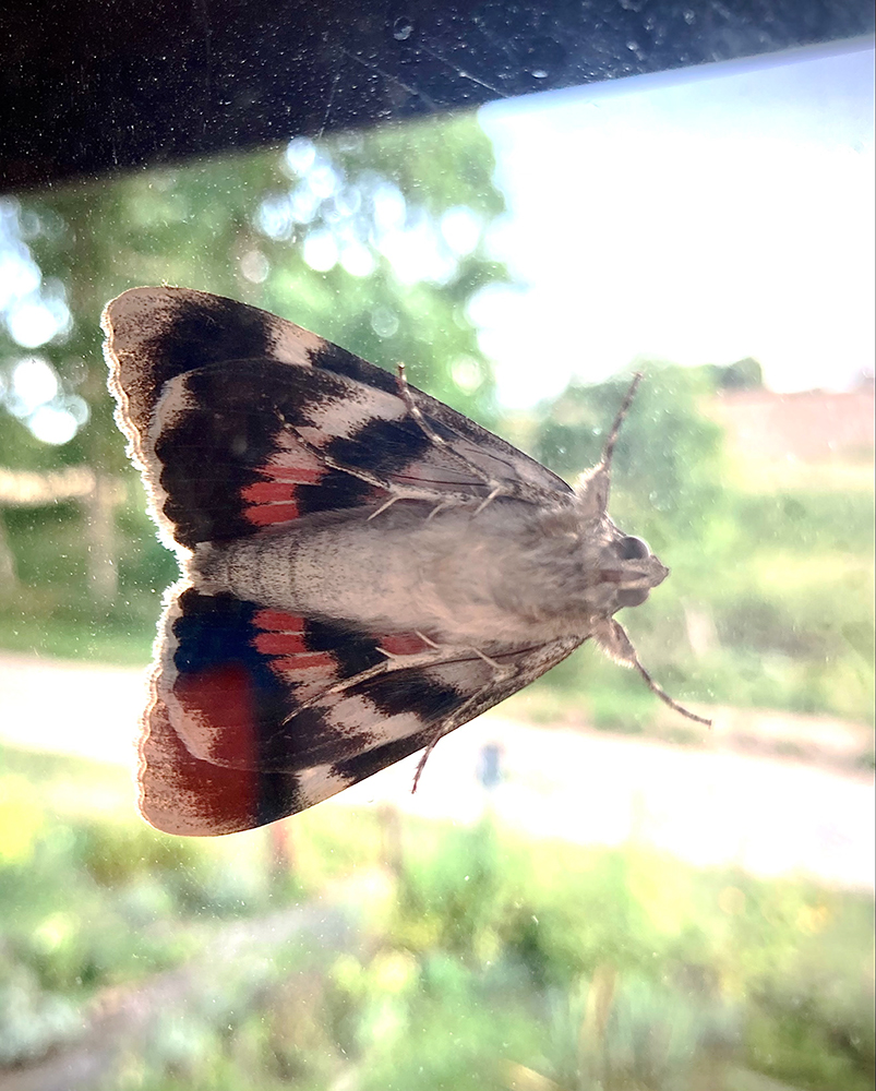 Schmetterling, Russischer Bär, Euplagiaquadripunktaria, an Fensterscheibe